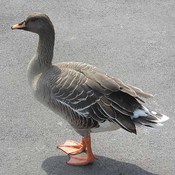 Bean Goose